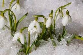 Snowdrop flowers emerging from the snow