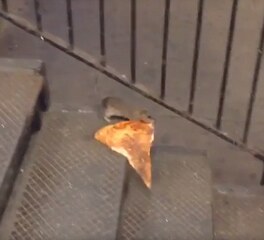 Pizza Rat in the new york subway dragging pizza up the subway stairs